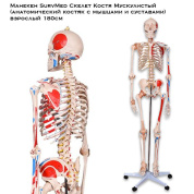 Манекен SurvMed Скелет Костя Мускулистый (анатомический костяк с мышцами и суставами) взрослый 180см