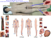 Манекен SurvMed "Василий" поколение 2 для отработки навыков травмы мод. Базовая (50кг, гнущийся метал.скелет)